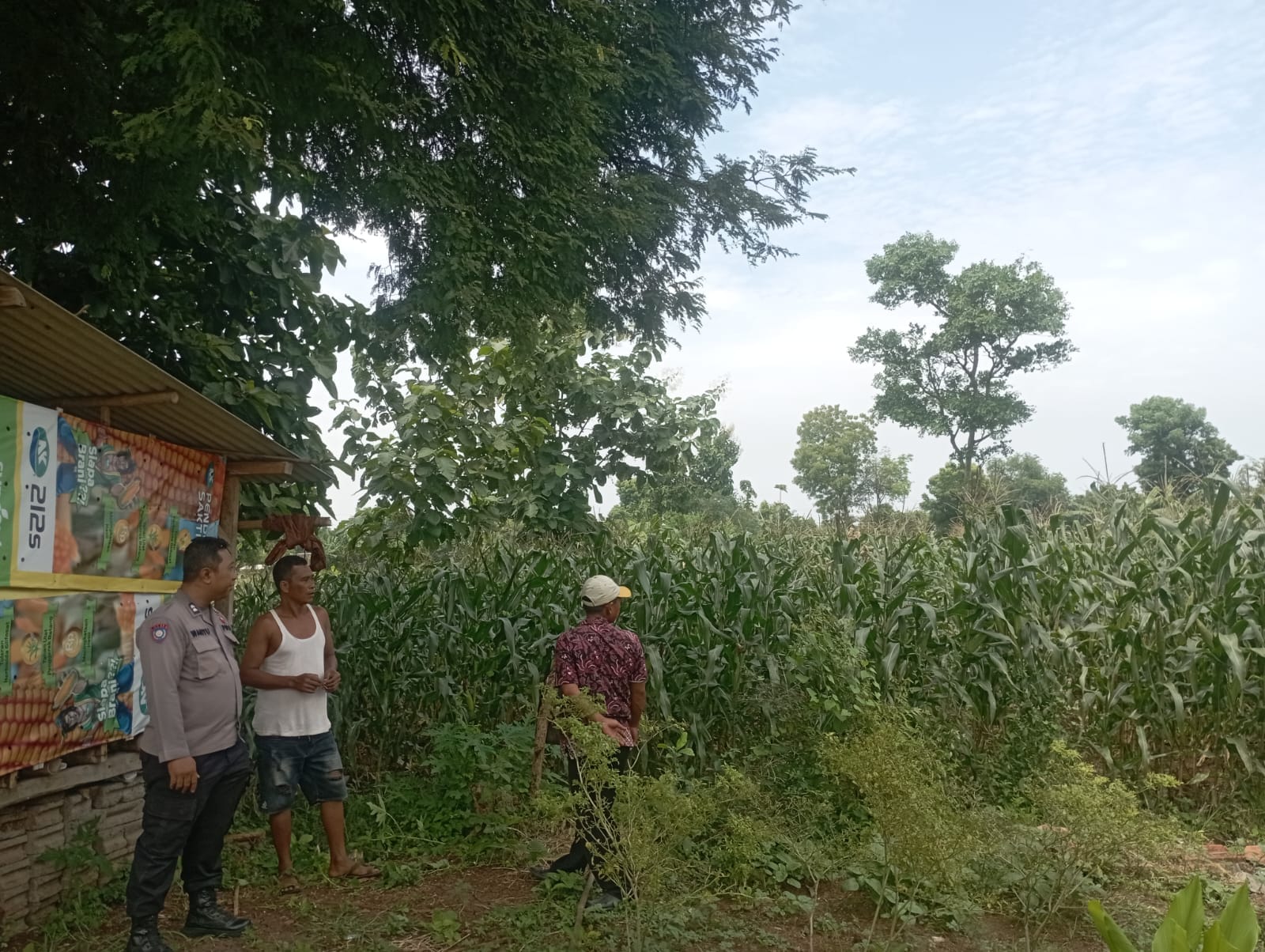 Polisi Turun ke Lahan Jagung di Tongas, Perkuat Ketahanan Pangan Nasional dari Tingkat Desa Polisi Turun ke Lahan Jagung di Tongas, Perkuat Ketahanan Pangan Nasional dari Tingkat Desa