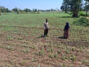 Polisi Dampingi Petani di Sumber Wetan, Kawal Program Ketahanan Pangan dari Lahan Jagung Binaan