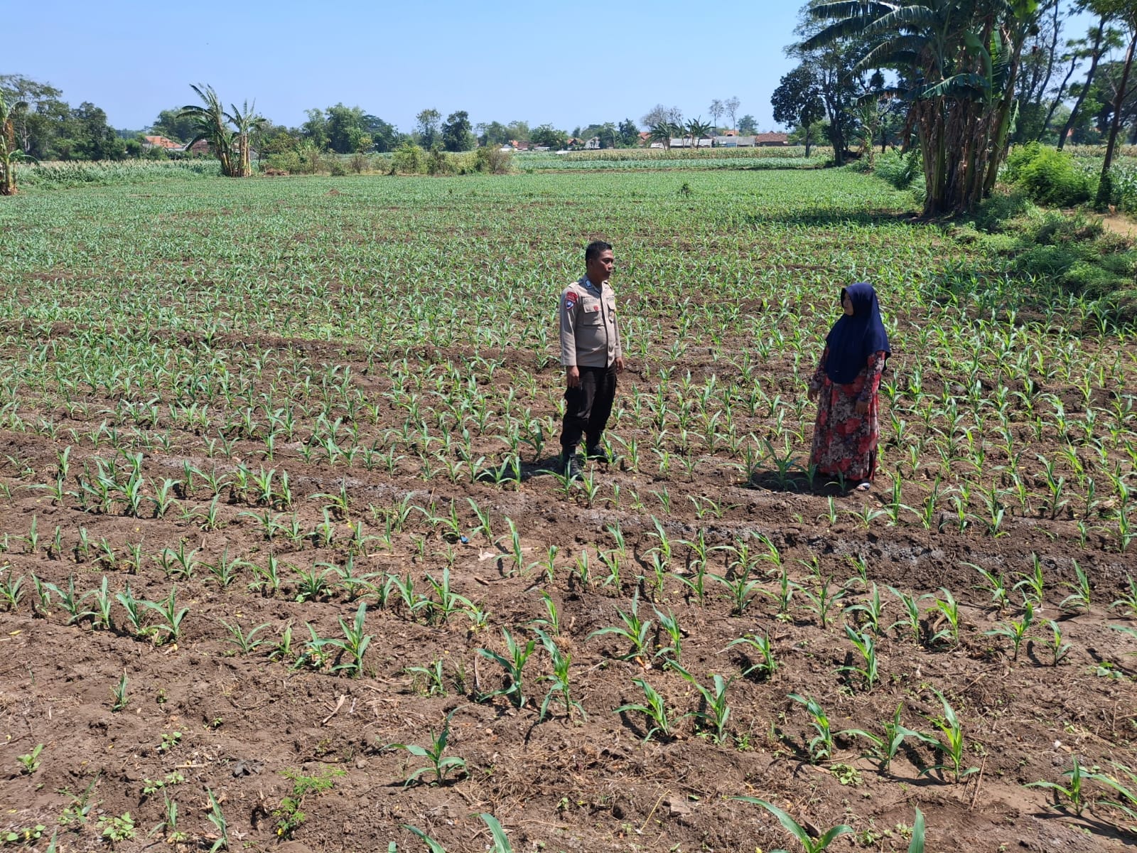 Polisi Dampingi Petani di Sumber Wetan, Kawal Program Ketahanan Pangan dari Lahan Jagung Binaan Polisi Dampingi Petani di Sumber Wetan, Kawal Program Ketahanan Pangan dari Lahan Jagung Binaan