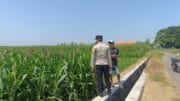 Tak Hanya Jaga Kamtibmas, Polisi di Probolinggo Kota Aktif Dampingi Petani Jagung
