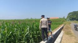 Tak Hanya Jaga Kamtibmas, Polisi di Probolinggo Kota Aktif Dampingi Petani Jagung