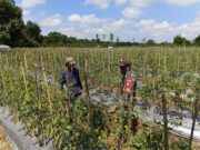Babinsa Koptu Suriansyah Turun ke Kebun Tomat, Perkuat Ketahanan Pangan Bersama Petani Hulu Sungai Tengah
