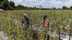 Babinsa Koptu Suriansyah Turun ke Kebun Tomat, Perkuat Ketahanan Pangan Bersama Petani Hulu Sungai Tengah