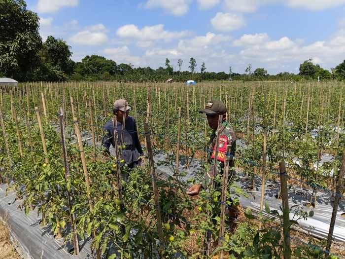 Babinsa Koptu Suriansyah Turun ke Kebun Tomat, Perkuat Ketahanan Pangan Bersama Petani Hulu Sungai Tengah