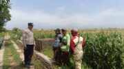 Polisi Turun ke Sawah Jagung, Polres Probolinggo Kota Kawal Ketahanan Pangan Nasional