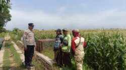 Polisi Turun ke Sawah Jagung, Polres Probolinggo Kota Kawal Ketahanan Pangan Nasional