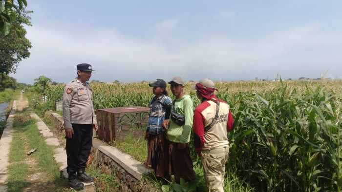 Polisi Turun ke Sawah Jagung, Polres Probolinggo Kota Kawal Ketahanan Pangan Nasional