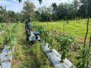 Babinsa Aktif Dampingi Petani Cabe, Wujud Nyata Kepedulian TNI terhadap Ketahanan Pangan