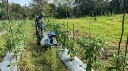Babinsa Aktif Dampingi Petani Cabe, Wujud Nyata Kepedulian TNI terhadap Ketahanan Pangan