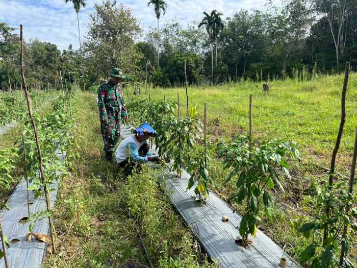 Babinsa Aktif Dampingi Petani Cabe, Wujud Nyata Kepedulian TNI terhadap Ketahanan Pangan Babinsa Aktif Dampingi Petani Cabe, Wujud Nyata Kepedulian TNI terhadap Ketahanan Pangan