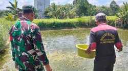 Dukung Ekonomi Masyarakat, Babinsa Banua Lawas Beri Pendampingan kepada Pembudidaya Patin