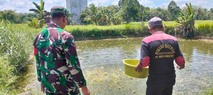 Dukung Ekonomi Masyarakat, Babinsa Banua Lawas Beri Pendampingan kepada Pembudidaya Patin