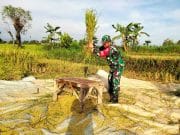 Koramil Wonomerto Perkuat Sinergi dengan Petani, Dorong Peningkatan Produksi Pangan