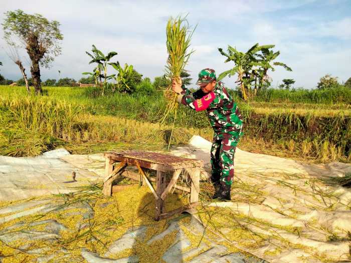 Koramil Wonomerto Perkuat Sinergi dengan Petani, Dorong Peningkatan Produksi Pangan Koramil Wonomerto Perkuat Sinergi dengan Petani, Dorong Peningkatan Produksi Pangan