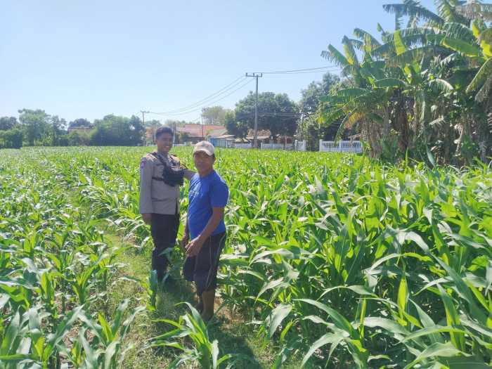 Polisi Turun ke Lahan Jagung di Tongas, Perkuat Program Ketahanan Pangan Nasional Polisi Turun ke Lahan Jagung di Tongas, Perkuat Program Ketahanan Pangan Nasional