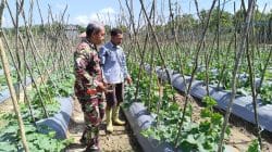 Pendampingan Babinsa Perkuat Produktivitas Pertanian, Petani Melon di Upau Optimistis Panen Maksimal Pendampingan Babinsa Perkuat Produktivitas Pertanian, Petani Melon di Upau Optimistis Panen Maksimal