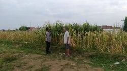 Polisi Sambangi Petani Jagung di Triwung Lor, Siap Bantu Penanganan Hama hingga Pembersihan Lahan