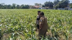 Polisi Dampingi Lahan Jagung Milik Ponpes di Tongas, Perkuat Program Ketahanan Pangan Nasional Polisi Dampingi Lahan Jagung Milik Ponpes di Tongas, Perkuat Program Ketahanan Pangan Nasional
