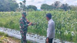 Babinsa Koramil 1008-06/Banua Lawas Terjun Langsung Dampingi Petani dan Pekebun Desa Hapalah Babinsa Koramil 1008-06/Banua Lawas Terjun Langsung Dampingi Petani dan Pekebun Desa Hapalah