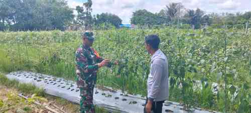 Babinsa Koramil 1008-06/Banua Lawas Terjun Langsung Dampingi Petani dan Pekebun Desa Hapalah Babinsa Koramil 1008-06/Banua Lawas Terjun Langsung Dampingi Petani dan Pekebun Desa Hapalah