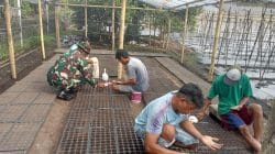 Dekat dengan Warga, Babinsa Koramil 1505-01/Tidore Bantu Petani Semai Bibit Tomat