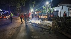 Mengganggu Kabel PLN, Koramil Wonomerto Lakukan Pengamanan Penebangan Dan Pemangkasan Pohon
