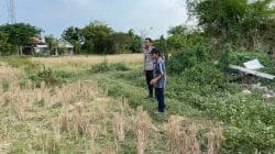 Polsek Tongas Pantau Lahan Padi Jelang Panen, Petani Diminta Segera Lapor Jika Diserang Hama Tikus