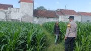 Polsek Kademangan Bergerak, Petani Jagung Kini Punya Mitra Hadapi Berbagai Kendala