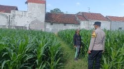 Polsek Kademangan Bergerak, Petani Jagung Kini Punya Mitra Hadapi Berbagai Kendala Polsek Kademangan Bergerak, Petani Jagung Kini Punya Mitra Hadapi Berbagai Kendala