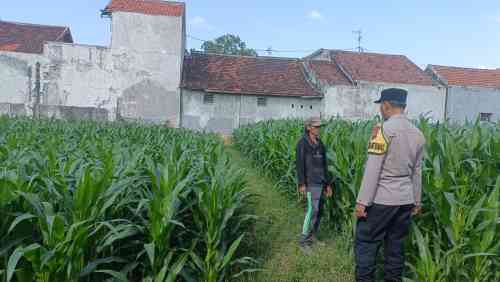 Polsek Kademangan Bergerak, Petani Jagung Kini Punya Mitra Hadapi Berbagai Kendala Polsek Kademangan Bergerak, Petani Jagung Kini Punya Mitra Hadapi Berbagai Kendala