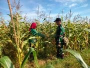 Koramil Wonomerto Lakukan Pendampingan Dan Pengawasan Tanaman Jagung