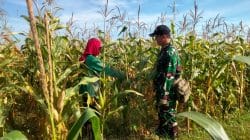 Koramil Wonomerto Lakukan Pendampingan Dan Pengawasan Tanaman Jagung Koramil Wonomerto Lakukan Pendampingan Dan Pengawasan Tanaman Jagung