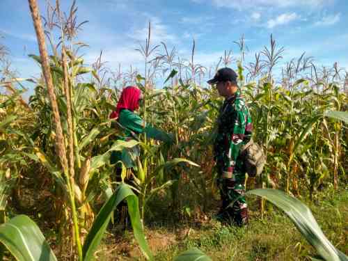 Koramil Wonomerto Lakukan Pendampingan Dan Pengawasan Tanaman Jagung