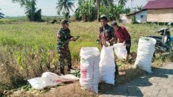 Panen Mentimun Bersama Babinsa, Petani Desa Taras Padang Semakin Termotivasi Panen Mentimun Bersama Babinsa, Petani Desa Taras Padang Semakin Termotivasi