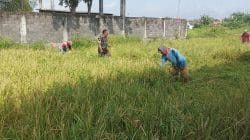 Perkuat Ketahanan Pangan Wilayah, Koramil Kanigaran Dampingi Warga Panen Padi