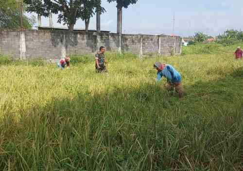 Perkuat Ketahanan Pangan Wilayah, Koramil Kanigaran Dampingi Warga Panen Padi Perkuat Ketahanan Pangan Wilayah, Koramil Kanigaran Dampingi Warga Panen Padi