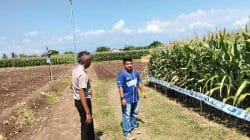 Polsek Sumberasih Monitoring Lahan Jagung 21,5 Hektare di Desa Pesisir, Dukung Ketahanan Pangan Nasional
