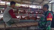 Babinsa Dampingi BUMDes Tunas Jaya, Dorong Pengembangan Peternakan Ayam Petelur di Desa Usih