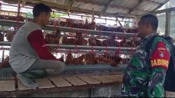 Babinsa Dampingi BUMDes Tunas Jaya, Dorong Pengembangan Peternakan Ayam Petelur di Desa Usih