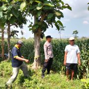 Polsek Sumberasih Dampingi Petani Jagung di Muneng, Siap Bantu Atasi Kendala Pertanian