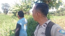 Polsek Wonoasih Monitoring Lahan Jagung 4.000 Meter Persegi, Perkuat Pendampingan Petani