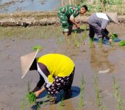 Sinergi Hanpangan, Babinsa Kotes Kopda Ari Wibowo Dampingi Petani Menanam Padi