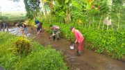 Bersatu dengan Alam, Serda Dwi Aprianto Bersama Warga Slorok Bersihkan Aliran Irigasi Sawah