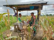 Optimalkan Hasil Panen, Serma Yuda Indra Gelar Komsos Budidaya Jagung Bersama Poktan Margo Utomo