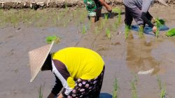 Sinergi Hanpangan, Babinsa Kotes Kopda Ari Wibowo Dampingi Petani Menanam Padi