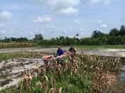 Perrcepat Masa Tanam, Babinsa Sumberingin Kopda Nizar Dampingi Petani Membajak Sawah