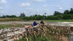Perrcepat Masa Tanam, Babinsa Sumberingin Kopda Nizar Dampingi Petani Membajak Sawah