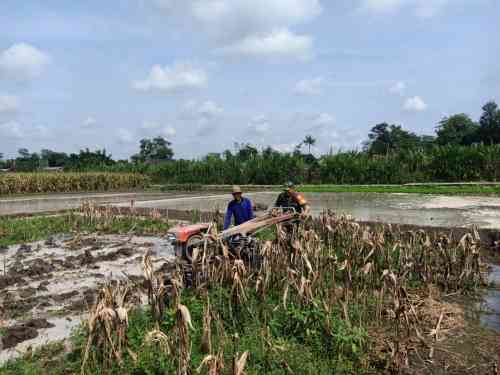 Perrcepat Masa Tanam, Babinsa Sumberingin Kopda Nizar Dampingi Petani Membajak Sawah