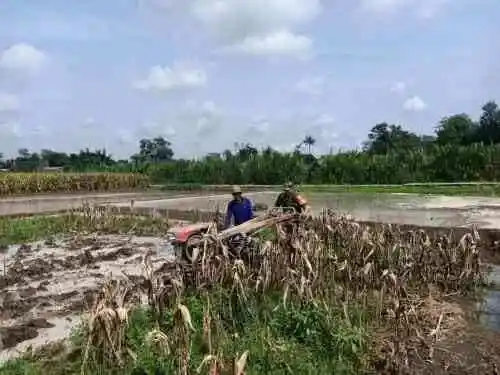 Perrcepat Masa Tanam, Babinsa Sumberingin Kopda Nizar Dampingi Petani Membajak Sawah