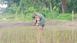 Jaga Kualitas Padi, Koptu Eka Hendarwanto Bantu Petani Bersihkan Hama Keong Dan Gulma Sawah